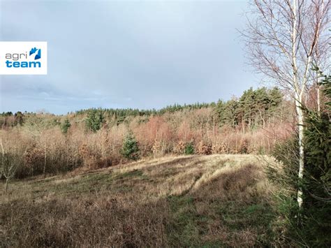 85 Ha Skov Ved Ebeltoft Der Er Ideel Til Jagt Netnatur