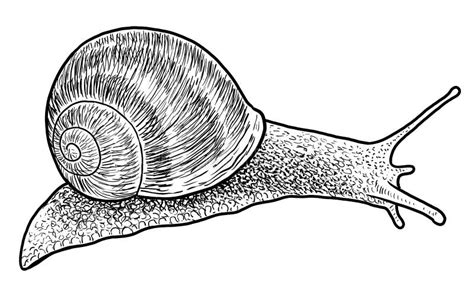 Garden Snail Illustration Drawing Engraving Ink Line Art Vector