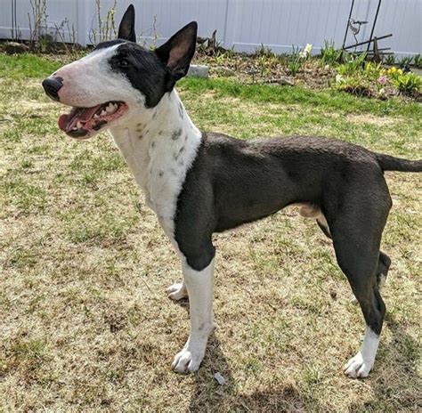 Pin Von Loy Ya Ez Auf Canes Bullterrier Hunde