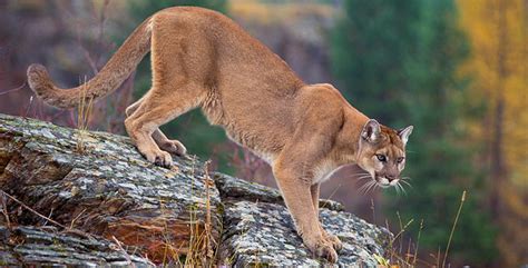 Mountain Lions - Rocky Mountain National Park (U.S. National Park Service)