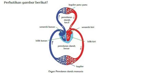 Gambar Peredaran Darah Pada Manusia 54 Koleksi Gambar