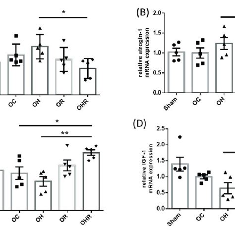 The Muscle Atrophy A MuRf 1 And B Atrogin 1 Protein Expressions Of