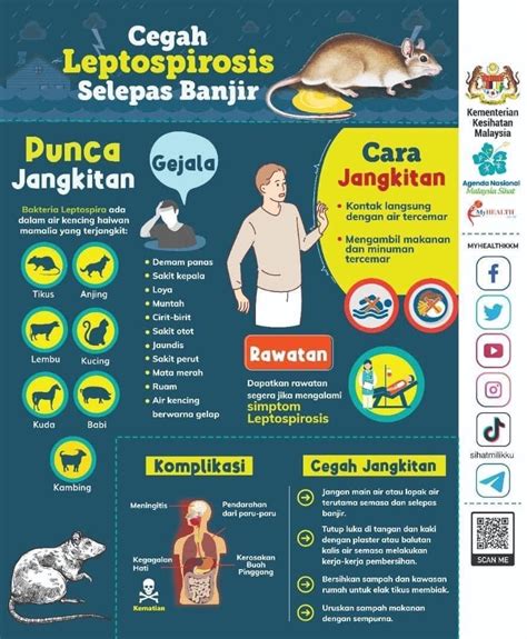 Getaran Refleksi Awas Leptospirosis Kenali Penyakit Kencing Tikus