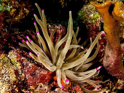 Животный мир Коралловых рифов Карибского моря. | Anemone, Coral reef ...
