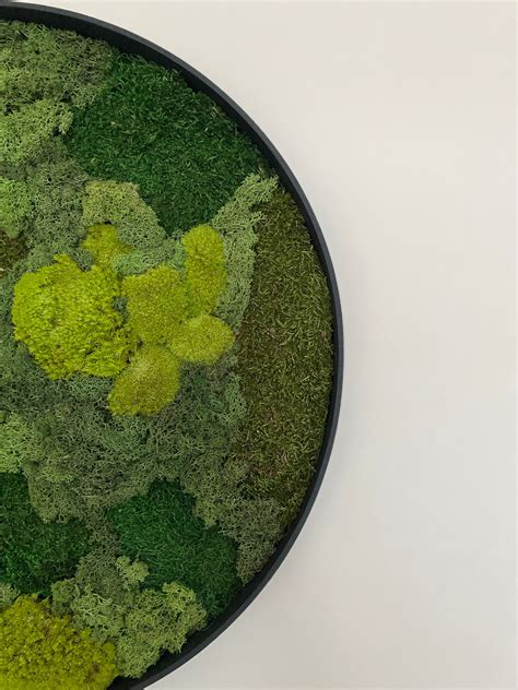 Moss Wall Art, Moss Art Wall Decor,wall Hangings Round Botanical Garden, Modern Wall Art, Moss ...