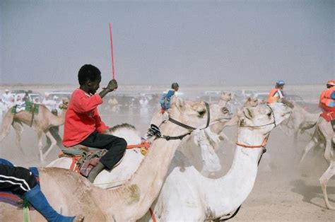 Camel Race: Saudi Arabia Camel Racing