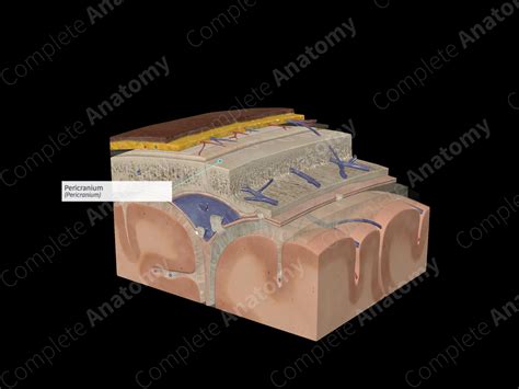 Pericranium | Complete Anatomy