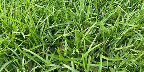 The Best Fertilizer For Centipede Grass Lawns Sod Solutions