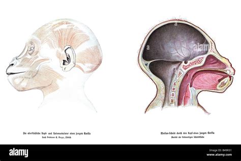 Chimpanzee anatomy hi-res stock photography and images - Alamy