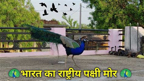 भारत का राष्ट्रिय पक्षी मोर 🦚🦚 Peacock Shorts Youtube