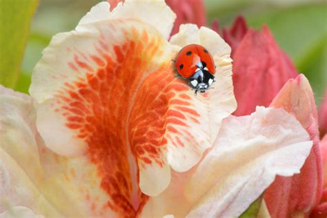 「217」の画像 - 635 件の Stock 写真、ベクターおよびビデオ | Adobe Stock