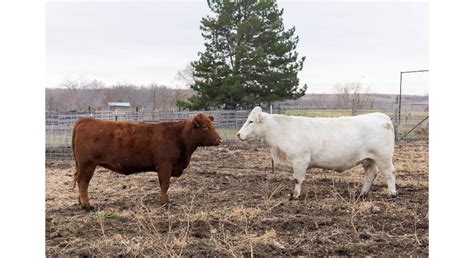 Cattle Chat Adding Females To The Herd Morning Ag Clips