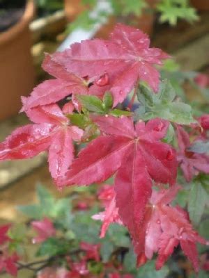 ACER Palmatum Shin Deshojo Provender Nurseries Wholesale Nursery