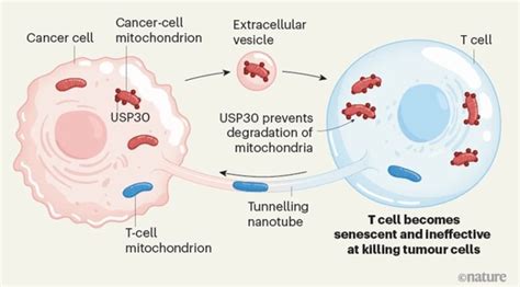 Immune Evasion Through Mitochondrial Transfer In The Tumour