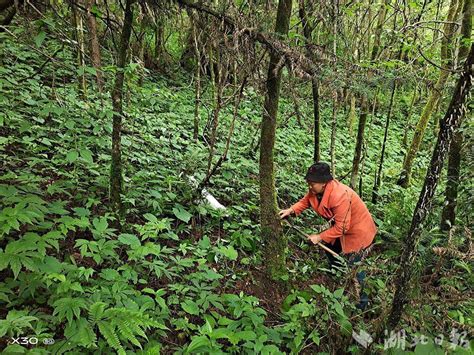 鹤峰太平：黄柏变金箔 村强民富信心足 湖北日报新闻客户端