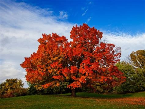 Fun Facts About Maple Trees And Their Tasty Syrup Fun World Facts