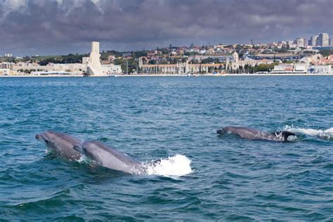 Lisbon Dolphin Watching Boat Tour Getyourguide