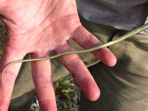 Thamnophis Saurita Eastern Ribbonsnake Vermont Reptile And