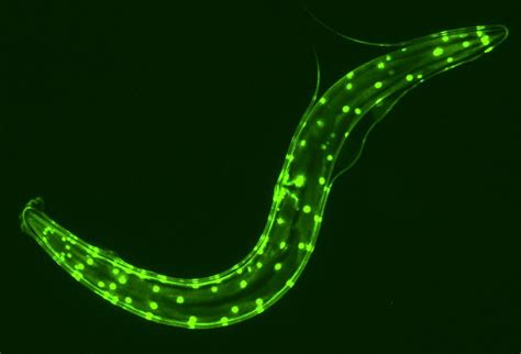 Нематода C. elegans