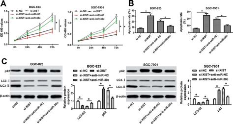 The Depletion Of Mir C Abrogated Xist Deficiency Mediated