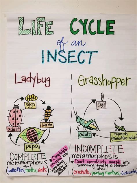 Stages Of Insect Life Cycle