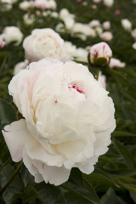 Shirley Temple Double Peony Plant Library Pahl S Market Apple