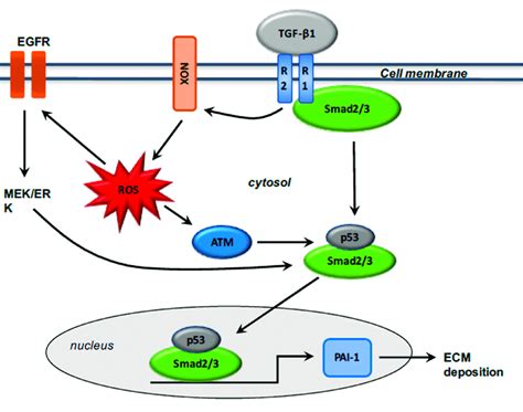 Interactions Between Smad And Non Smad Pathways With Tgf β1 Signaling