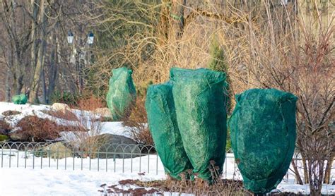 Comment Prot Ger Ses Plantes Pour Lhiver Du Jardin Dans Ma Vie