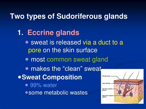 Ppt The Integumentary System Powerpoint Presentation Free Download