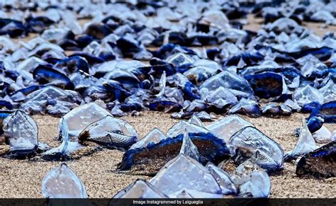 Millions Of Alien Like Creatures Wash Up On US West Coast Beaches