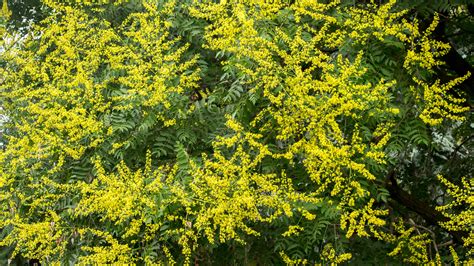 How To Successfully Grow A Golden Rain Tree