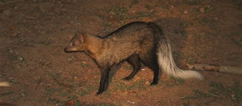 The White-Tailed Mongoose | Critter Science