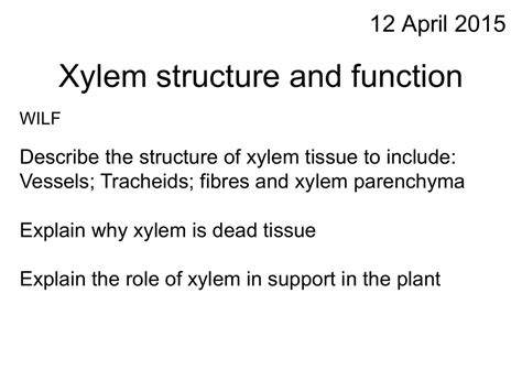 Xylem structure updated