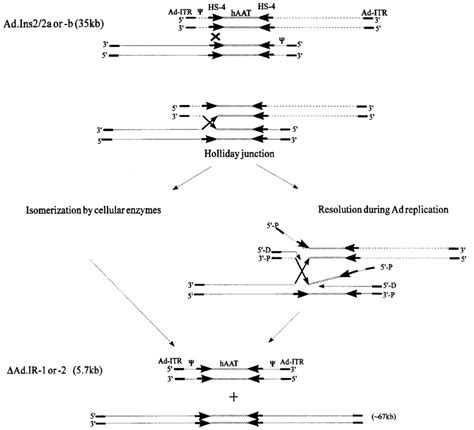 Hypothetical Mechanism For The Formation Of Ad Ir Genomes According To