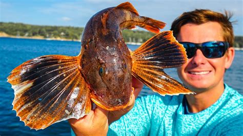 Catch Clean Cook Sea Robin Trash Fish Taste Test New England Pt6