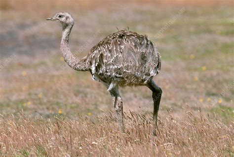Rhea - Stock Image - C004/5952 - Science Photo Library