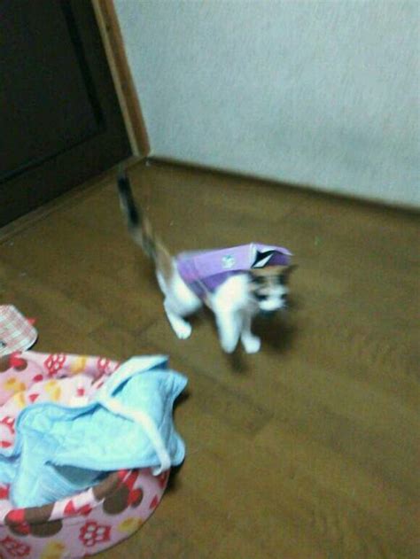 Cat gets caught in tissue box, dances into our hearts | SoraNews24 ...