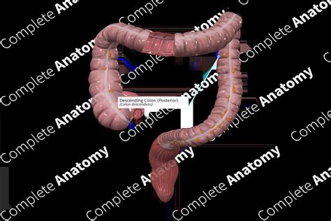 Descending Colon (Posterior) | Complete Anatomy