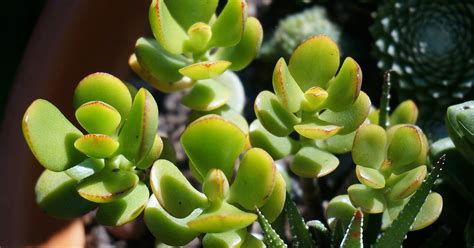 Crassula Ovata Cura E Coltivazione Della Pianta Greenstyle