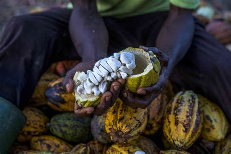 Is Cocoa a Sustainable Beauty Ingredient?