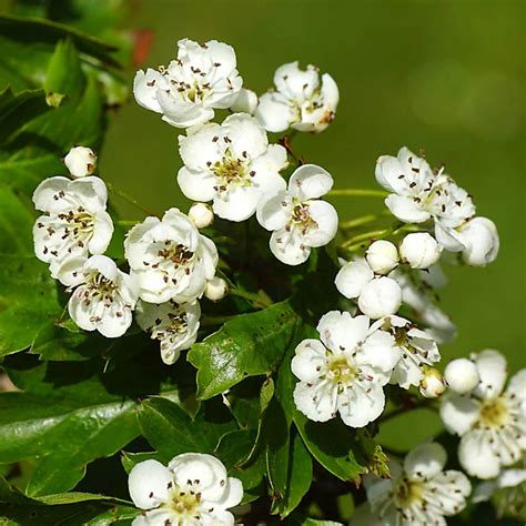 hawthorn hedge crataegus monogyna set   bare root hedges  cm tall