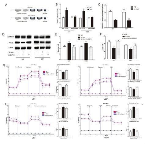 C Myc Regulates PKM2 Via Direct Transcription Of HnRNPA1 In Glioma