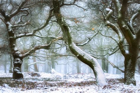 Ellen Borggreve | Winter Forest Photography: Tips, Ideas and Challenges