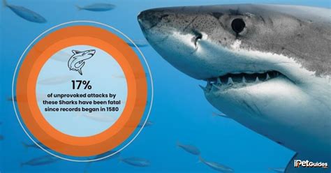 Shark Attack Statistics: How Many People Die Each Year?