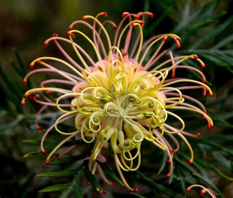 Grevillea Flower Australian Free Photo On Pixabay