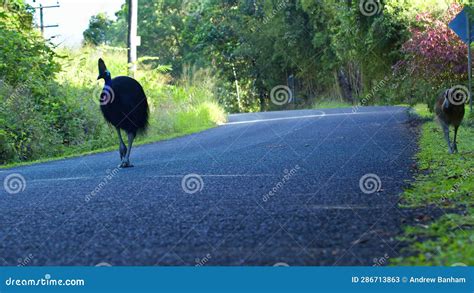 Cassowary And Chick Walking On Road Stock Video Video Of Rainforest Countryside 286713863