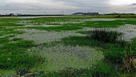 Importance of pallikaranai marshland ecosystem - Factins