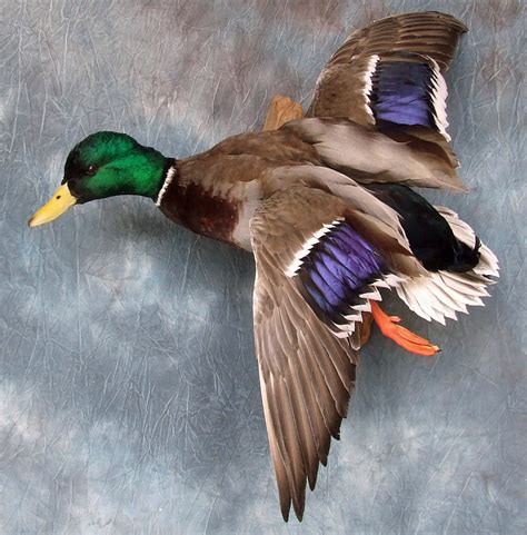 Drake Mallard