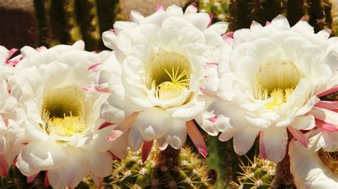 How The Saguaro Blossom Became Arizona's State Flower