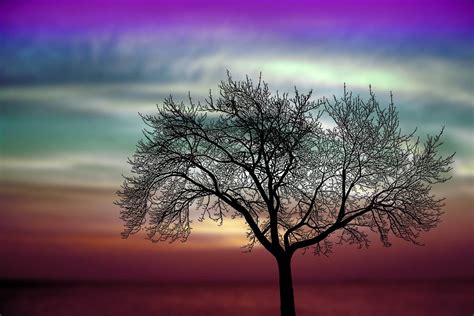 Tree silhouette against sky Free Photo Download | FreeImages